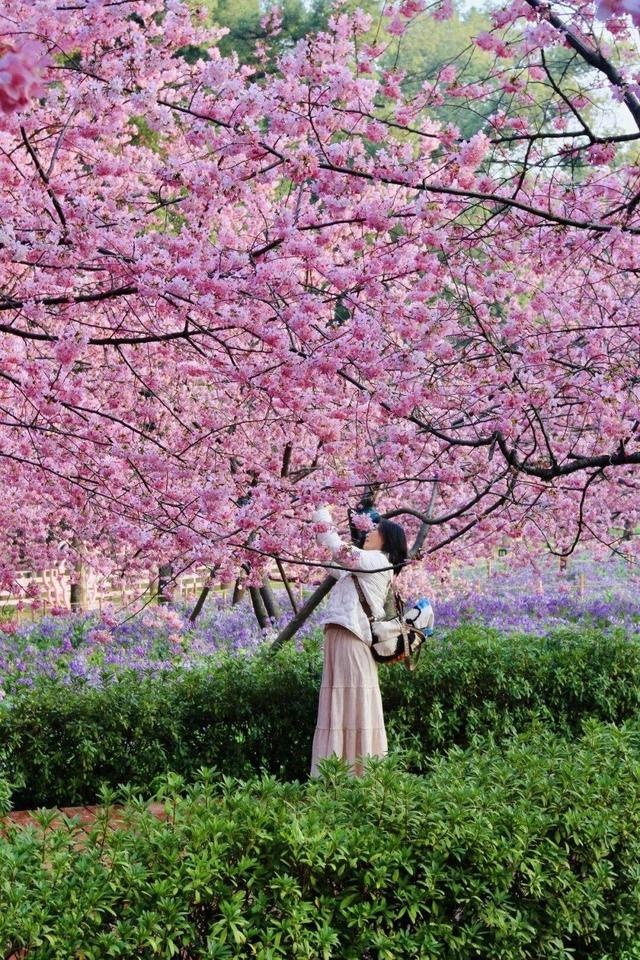 来武汉，“花式”赏春光！