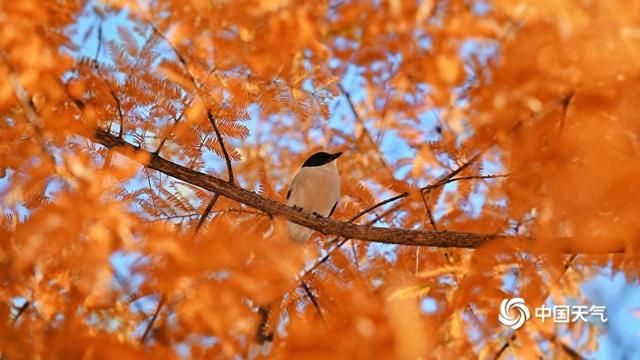 北京奥森公园：初冬喜鹊戏红杉