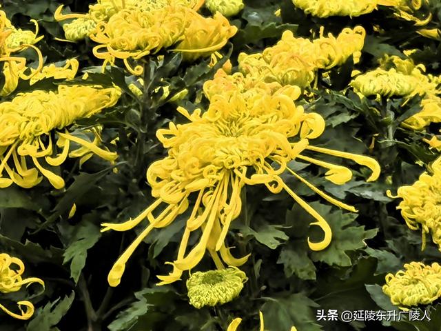 武进新天地公园菊花展 乡村田园风 今年又不同