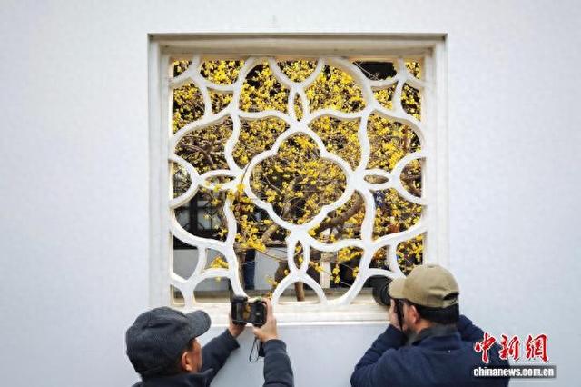 南京古典园林蜡梅绽放 香气清幽扑面而来