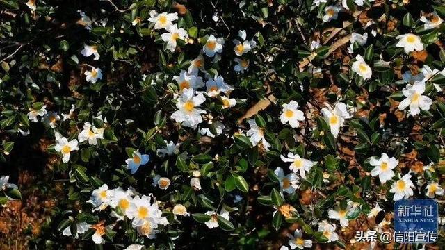 新华社关注信阳