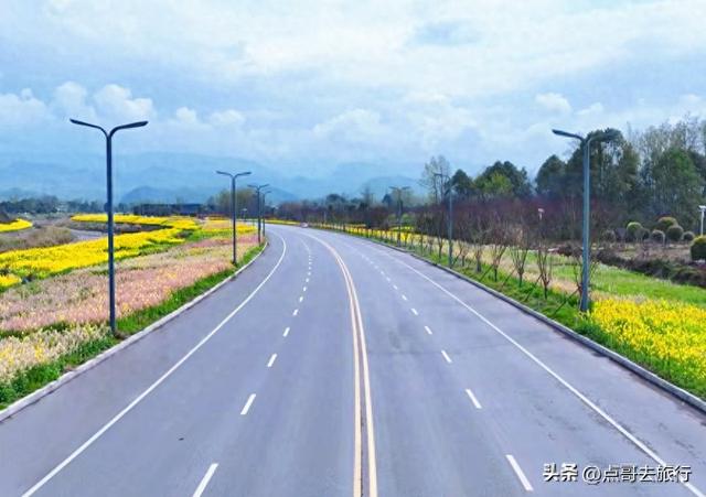 成都最大规模彩色油菜花上线，超级壮观，这5处都不要门票！