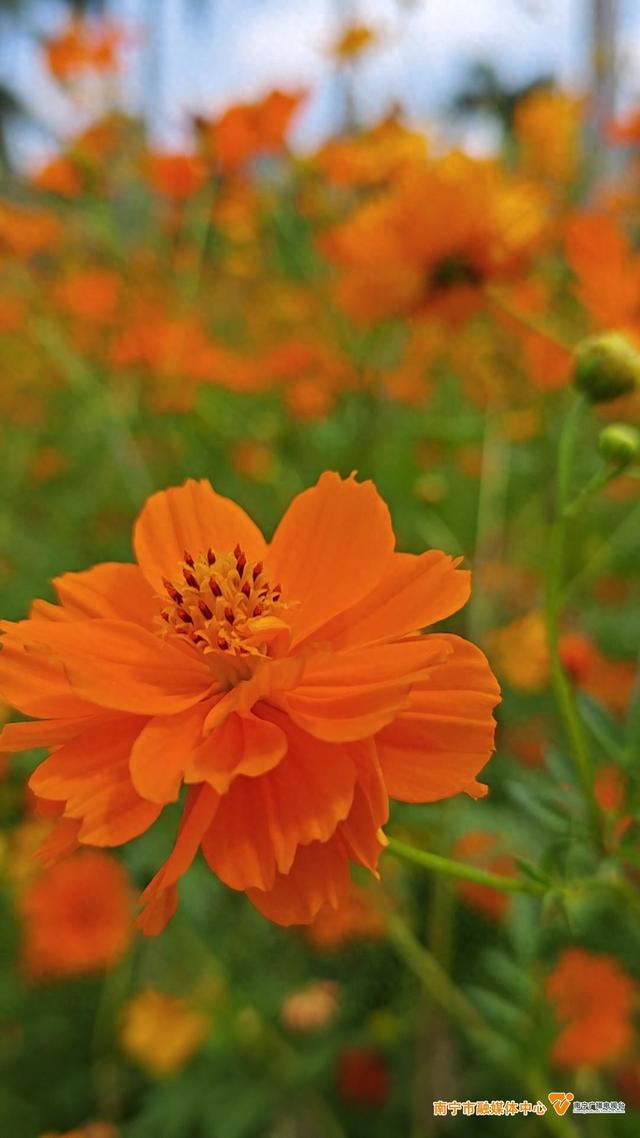 夏日限定美景！南宁这片硫华菊花海正盛放