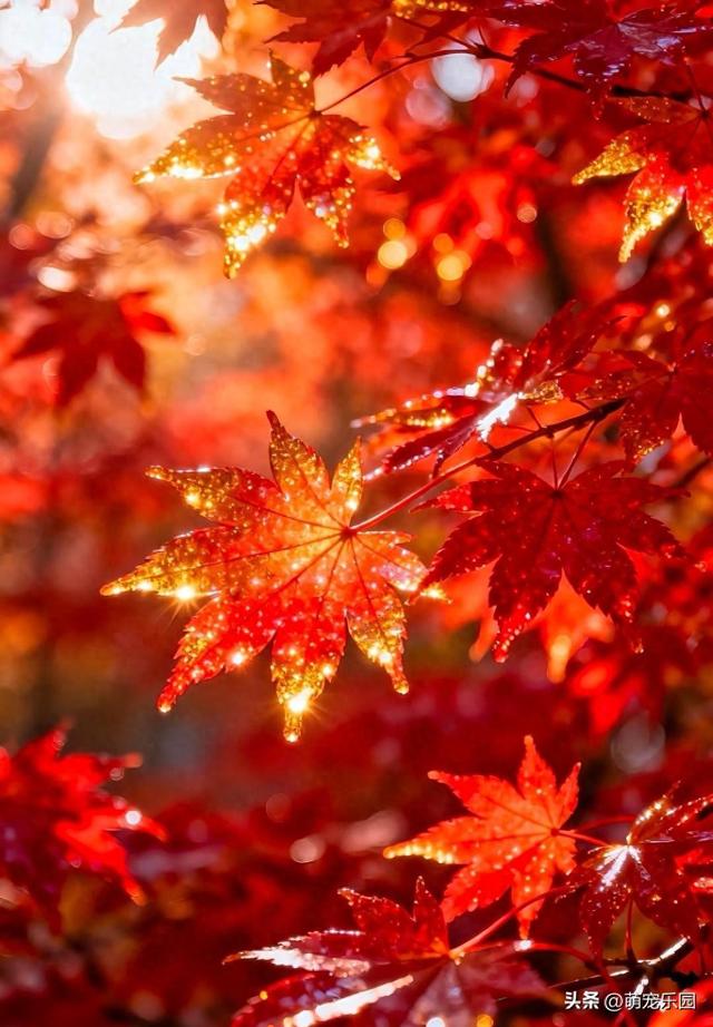 秋风一吹，槭树叶子红如火，路人纷纷驻足欣赏美景