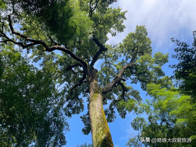 号称“杭州最雅致景点”来过吗？以竹海取胜，还有着隐藏玩法！