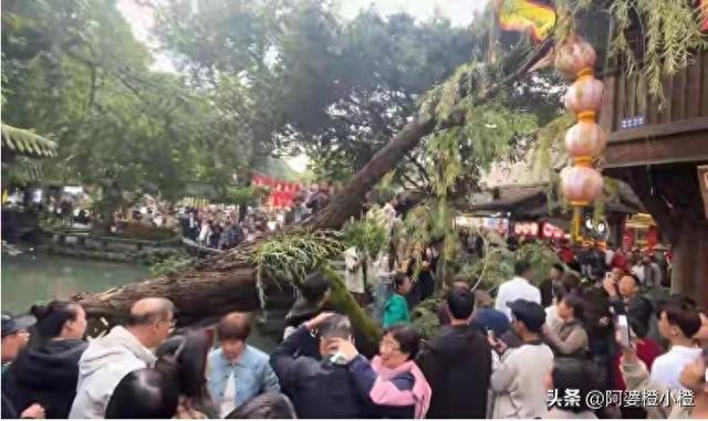 突发！武侯祠百年古柳轰然倒伏，两名游客被砸送医，现场细节曝光
