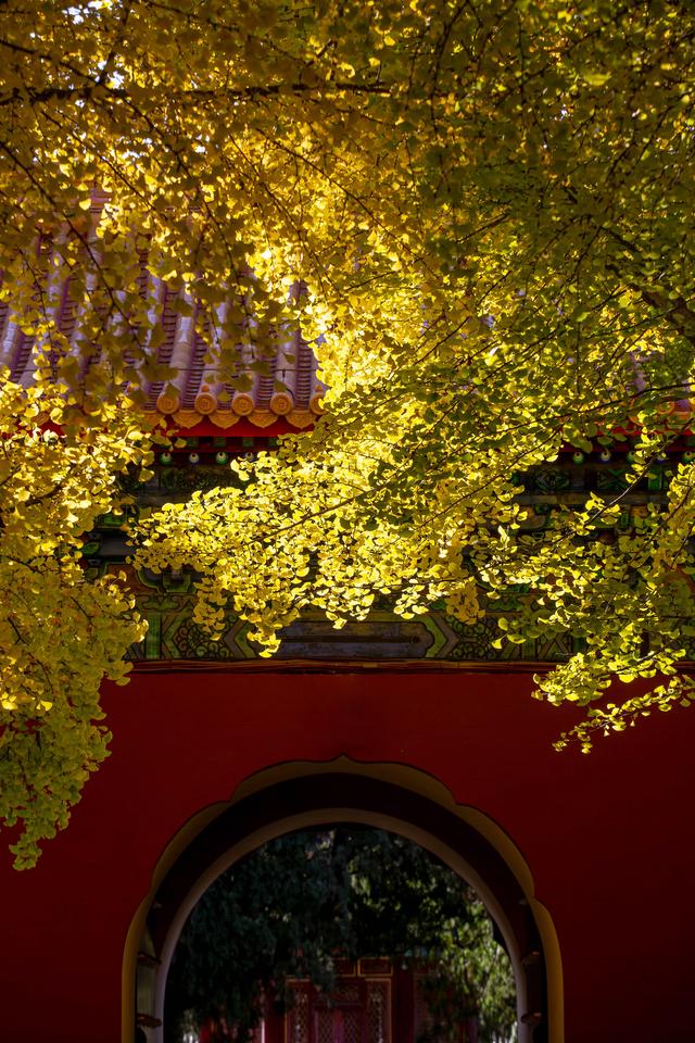 中山公园赏银杏