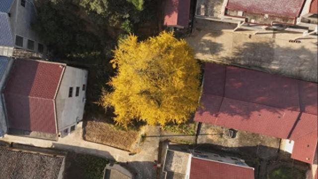 江西泰和：银杏染冬铺金毯 游人逐景入画来