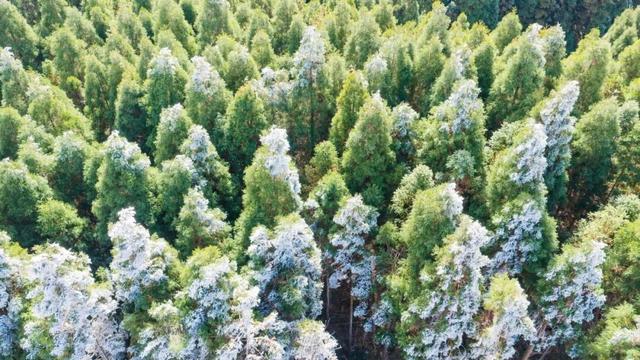 明月山惊现冰瀑雾凇，已经开始期待下雪了！