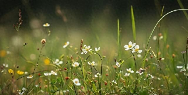 优化合（中年夫妻分房睡）