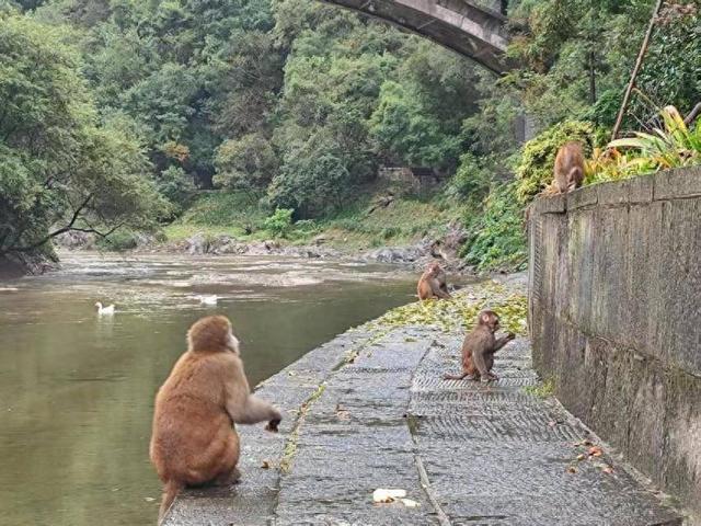 武当山逍遥谷：猕猴与游客共享和谐生态