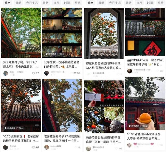 老舍故居的柿子	，凭什么成了今年秋日顶流？