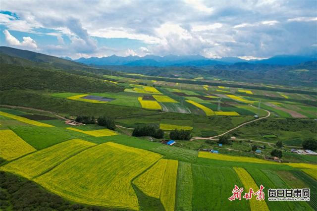 美出圈了！天祝毛毛山下铺展“金色拼图”