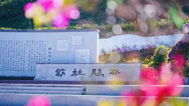 2025年深圳簕杜鹃赏花周11月“浪漫绽放”