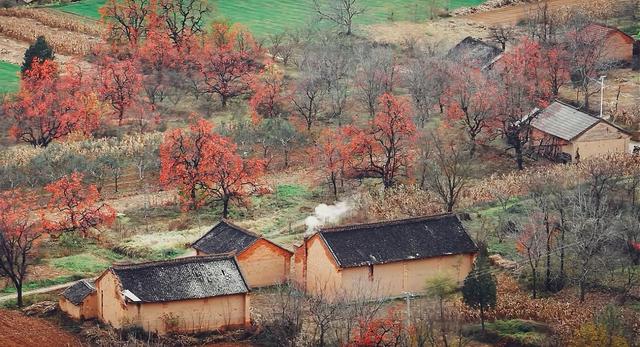 漫山遍野的红柿子，没门票却是陕西原生态小村，周边游玩攻略来了
