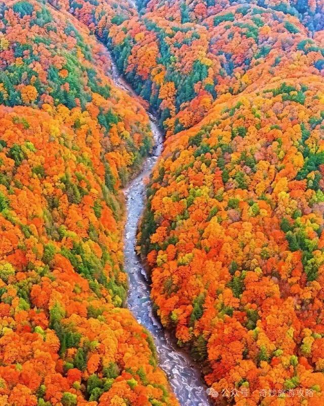 奇妙旅游攻略｜摄影天堂～四川光雾山之秋