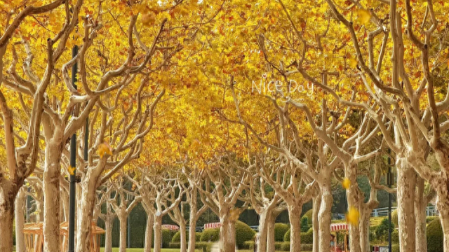 百米梧桐叠金，首波银杏泛黄！上海市中心免费秋日浪漫请查收→