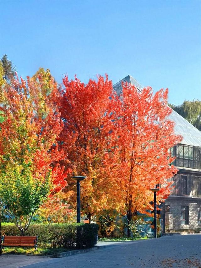 谁懂啊？这里的红枫，才是秋日“天花板”！