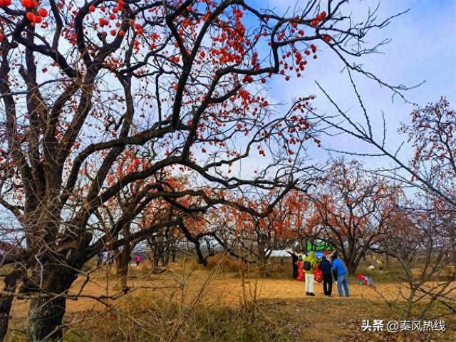 彬州市：多举措提升罗店村柿林观赏地游客满意度