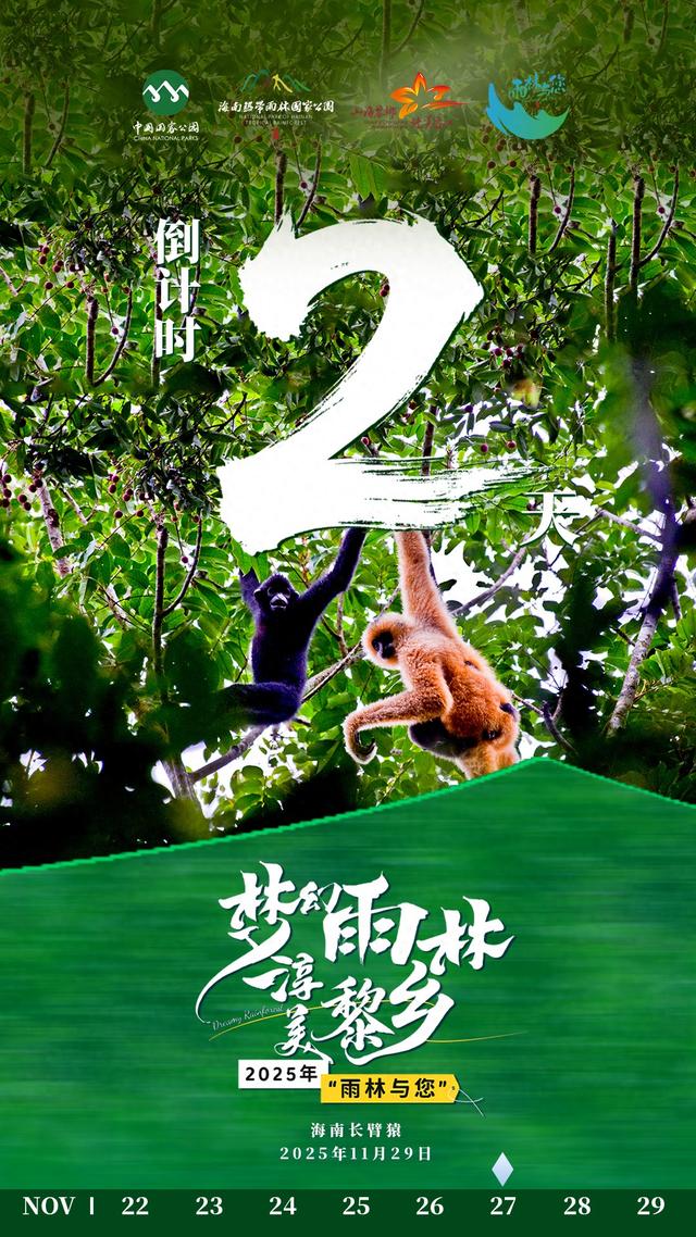 倒计时2天！“梦幻雨林·淳美黎乡”，2025年“雨林与您”体验活动主会场演出即将11月29日启幕！