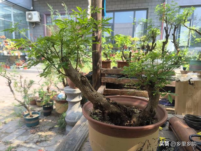 春植的盆景老桩如果还没有成活,你可以这样处理,还会有希望