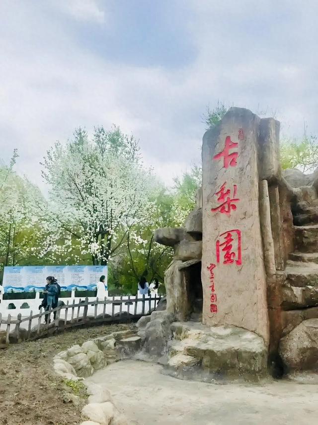 梨花香在古梨园