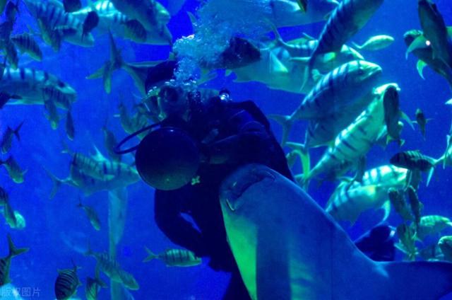 梦幻水族馆中文版（探秘国内十大梦幻海洋馆｜遛娃约会全攻略）
