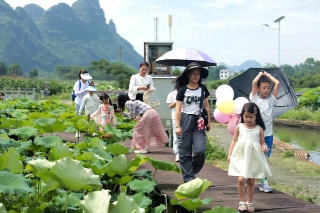 【实干开新局 聚力促发展】荷香引客来，消费人气旺——柳江区暑期文化旅游市场“热”力十足