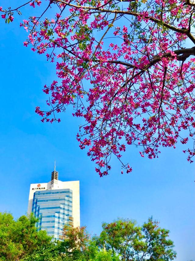 被厦门的秋天圈粉了！金色花海、粉色“云霞”……周末就出发→