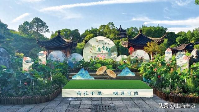 古风+荷花=绝配！“上海奉贤”线下活动邀您参与→