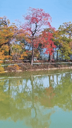 快来打卡！星湖边的乌桕红了，比枫叶更艳丽！