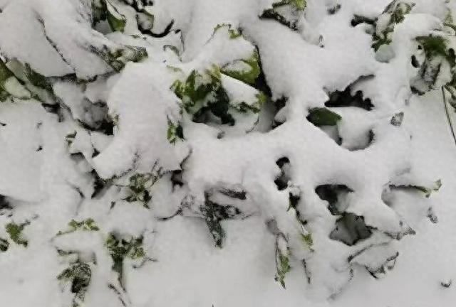 历年罕见！广东迎来冰雪奇景，网友表示颠覆认知