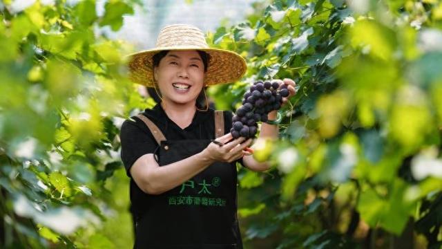 西安高新区葡萄采摘攻略：邂逅田园美味，共赴甜蜜之约