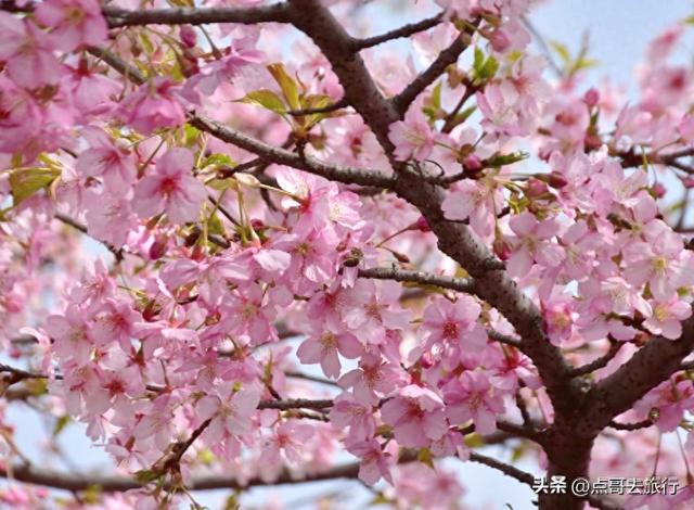成都附近千亩樱花开了，漫山遍野粉色云霞，超级漂亮，不要门票！