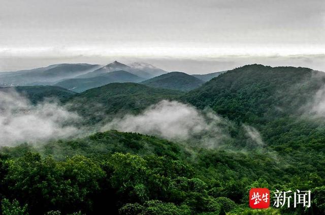 【图集】大美江苏！穿越森林秘境，漫步郊野公园，沉浸式感受"绿色动脉"