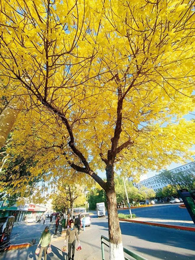 瞰盘锦｜盘锦之秋系列报道——兴隆台：晚秋登场，邂逅绚烂