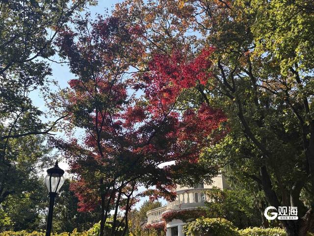 秋到八大关，氛围感拉满