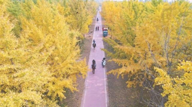 叶落成诗光影为符 济南百里黄河风景区千亩银杏林到最佳观赏期