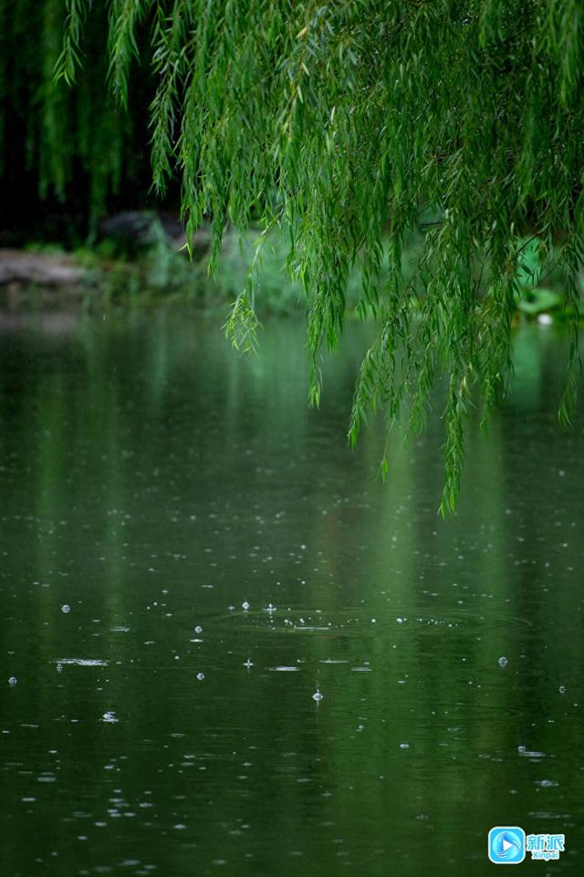 雨露润秋色，潍坊草木皆成诗‌