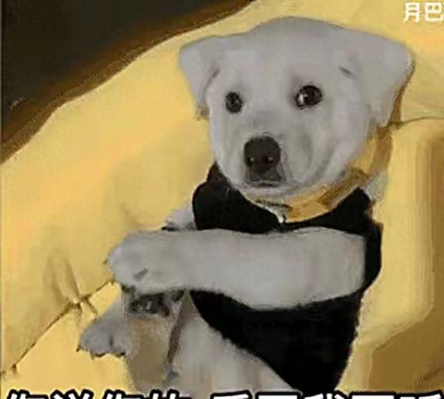 昆明犬幼犬多少钱一只（国产的犬种最名贵的六种狗）