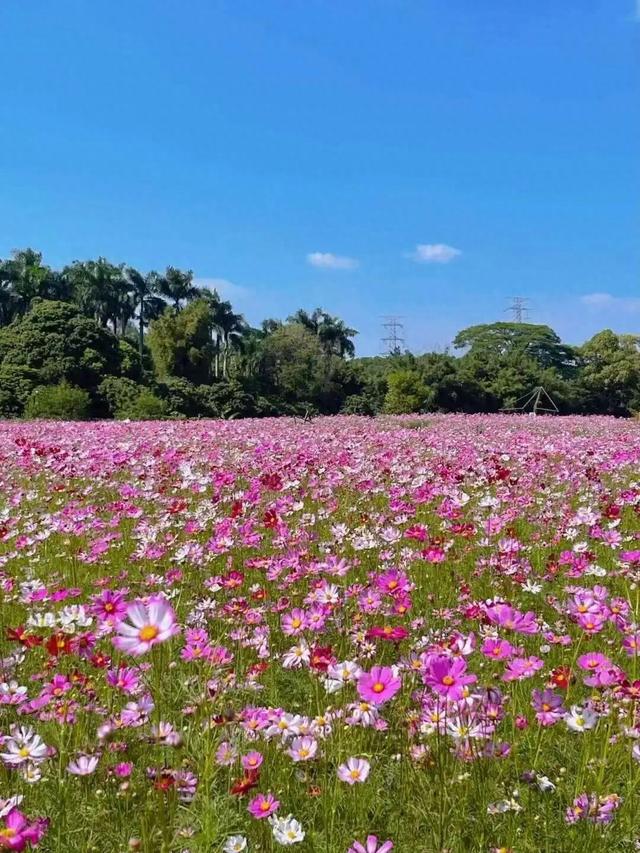这个周末，来遵义打卡格桑花