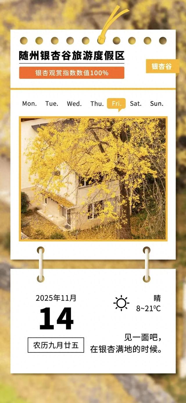 网上爆火的“银杏伞”，在银杏谷……