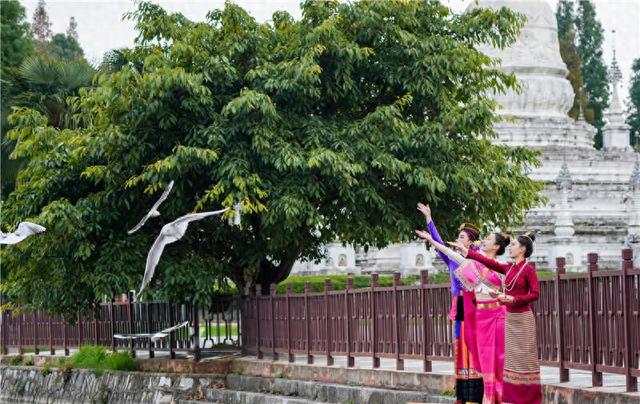 观鸥、民俗、艺术、美食  云南民族村开启暖冬趣味之旅