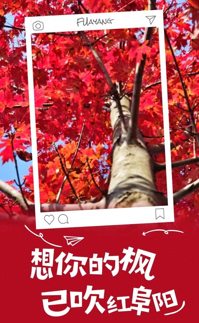 想你的“枫”，已吹红阜阳！
