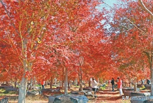 初冬西安 处处“入画”