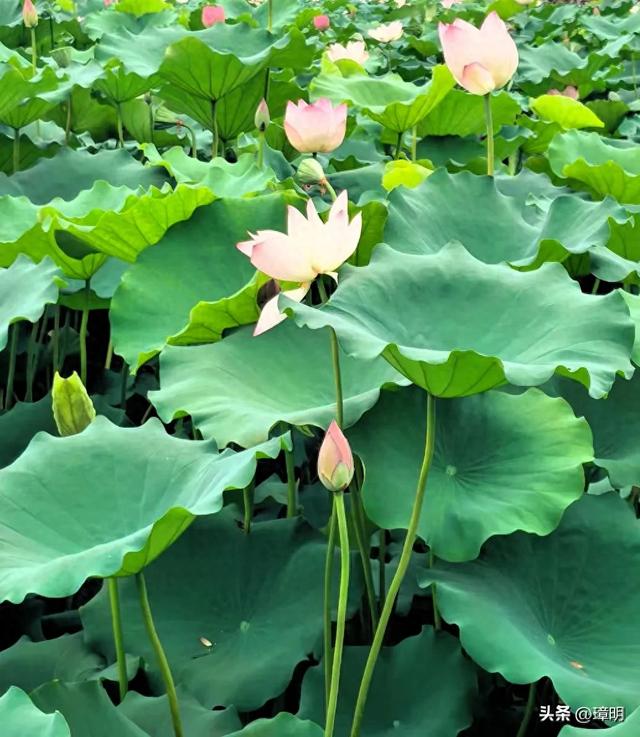 在八月的时光里，看云卷云舒，听花开花落，感受每一份细微的喜悦