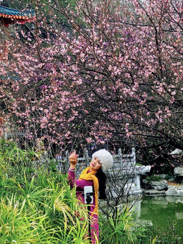 桂林的“限定浪漫”已上线！满城梅花绽放，花期持续至春节！
