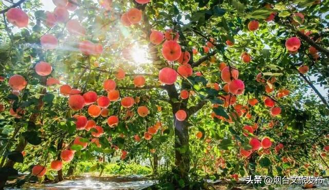【乐游烟台】十一月的烟台：苹果熟了，秋天的味道也到了尾声