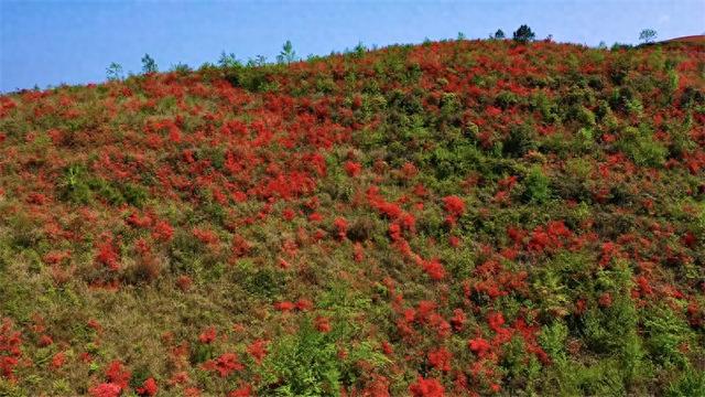 富村普红：漫山杜鹃静待八方来客