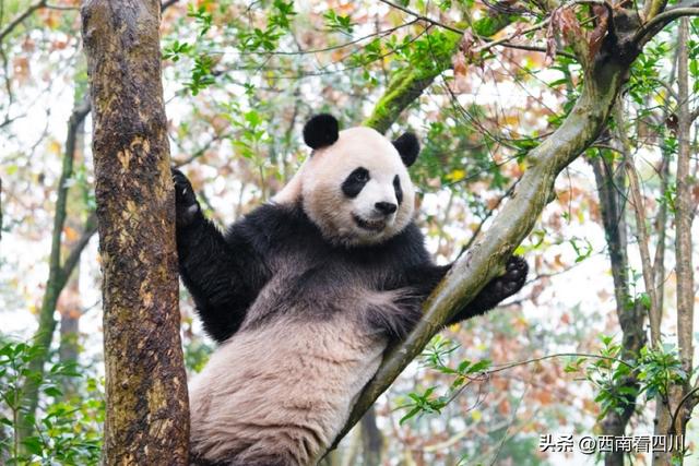 一票双享,观赛游城两相宜:成都十景赠世运观众“见面礼”福利延续